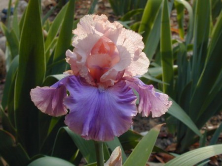 'Florentine Silk' Keppel 2005
